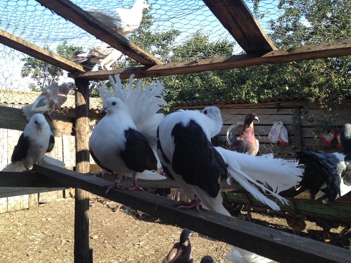 IMG_4617 - 10_VANDUTI2