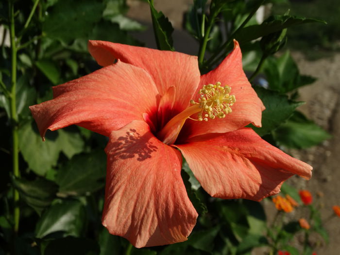 DSC03347