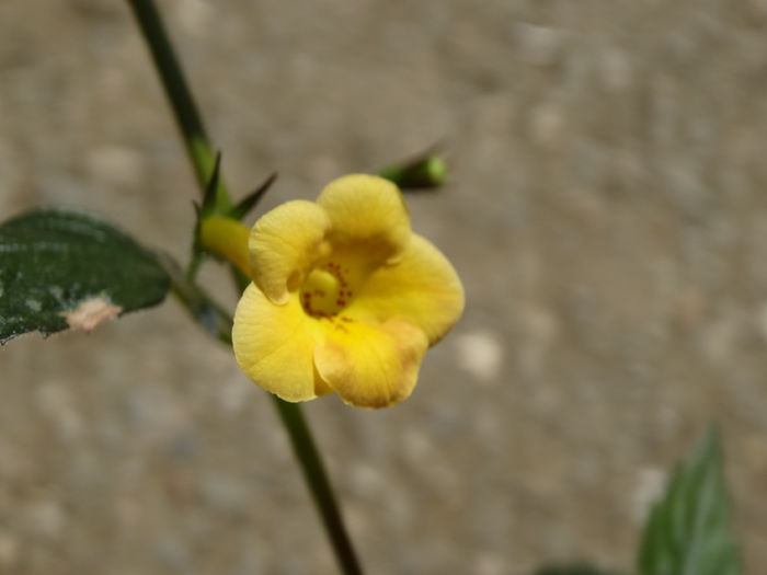 DSC03605