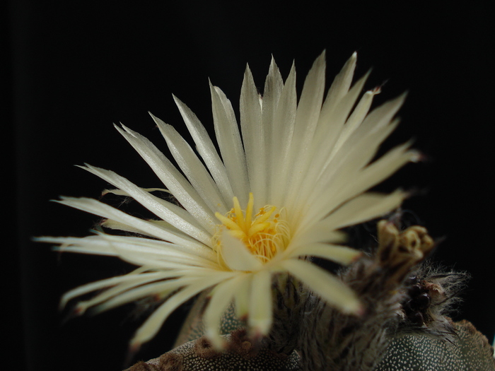 DSC09418 - Cactusi