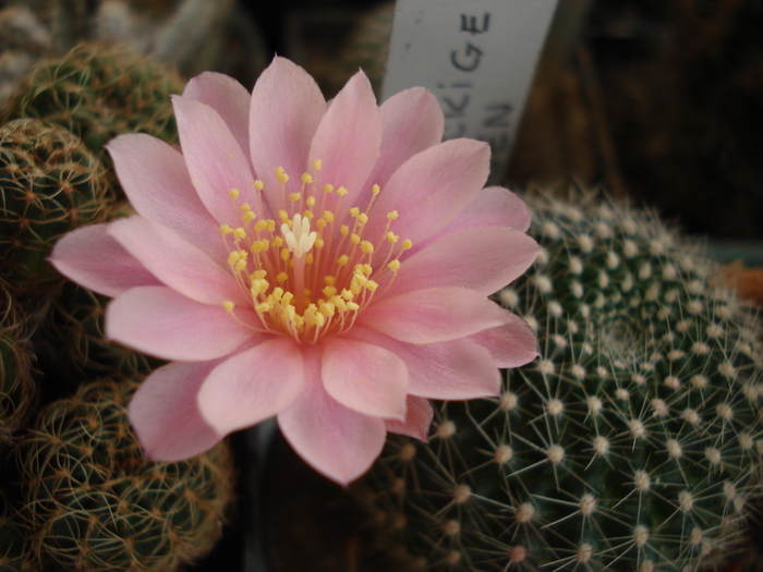 DSC09423 - Cactusi
