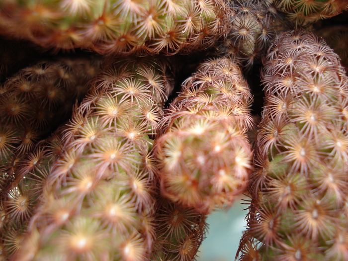 DSC09428 - Cactusi