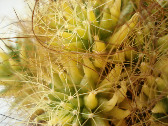 DSC09433 - Cactusi