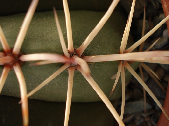DSC09445 - Cactusi