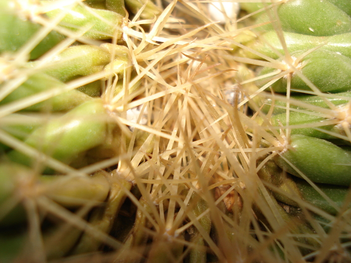 DSC09479 - Cactusi