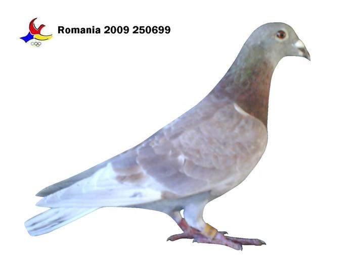 a lovit pamantul in timp ce era urmarit de uliu; decedat in 03.02.2010
