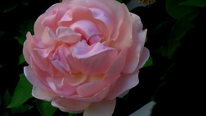 Azi, 10 august (63)