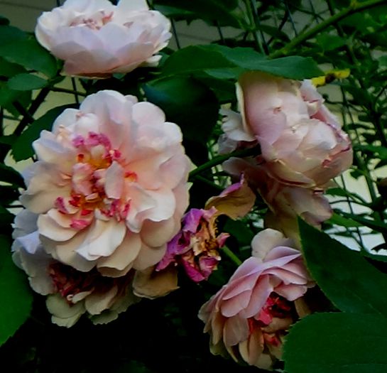 Azi, 10 august (63)