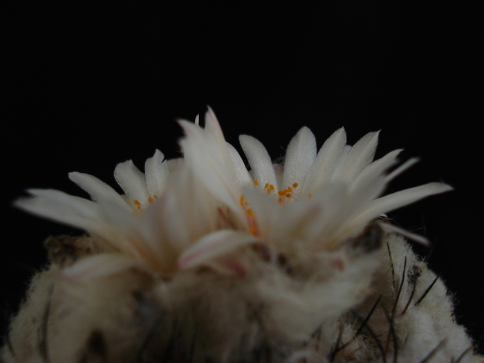 DSC09497 - Cactusi