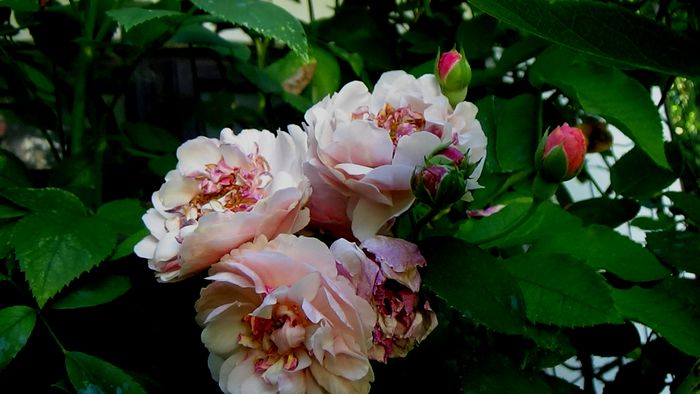 Azi, 10 august (63)