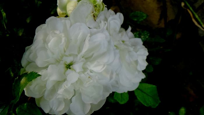 Azi, 10 august (63)