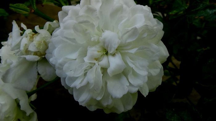 Azi, 10 august (63)