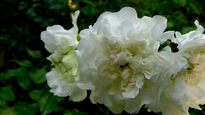 Azi, 10 august (63)