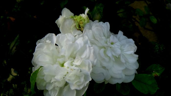 Azi, 10 august