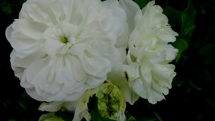 Azi, 10 august
