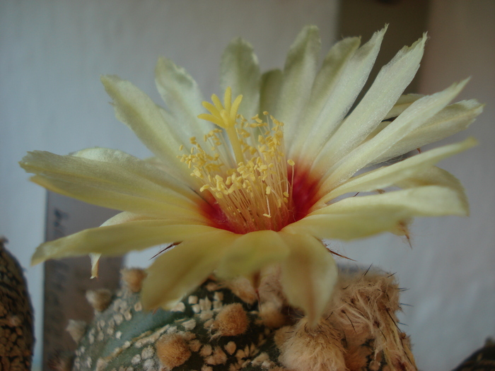 DSC09500 - Cactusi