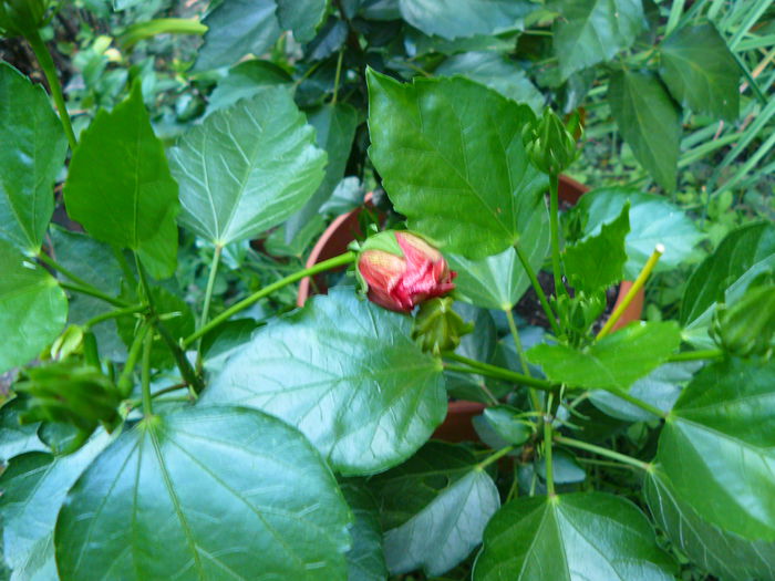 P1040229 - Clematite si alte plante din gradina 2015