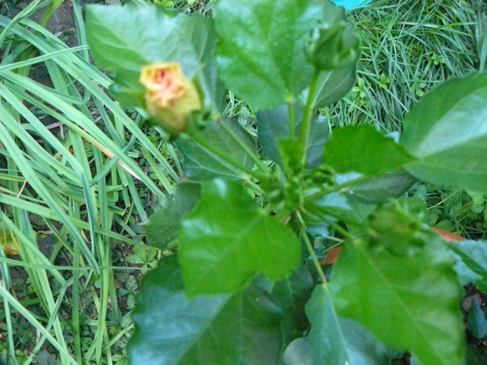 P1040231 - Clematite si alte plante din gradina 2015