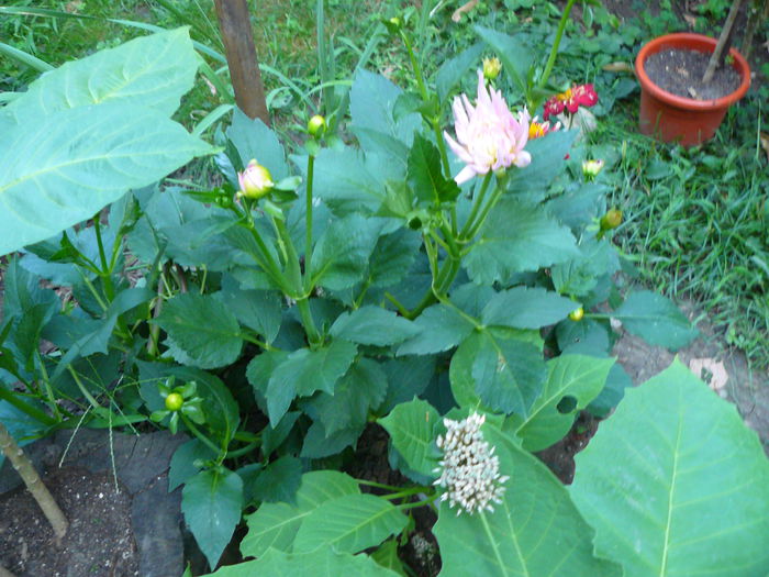 P1040233