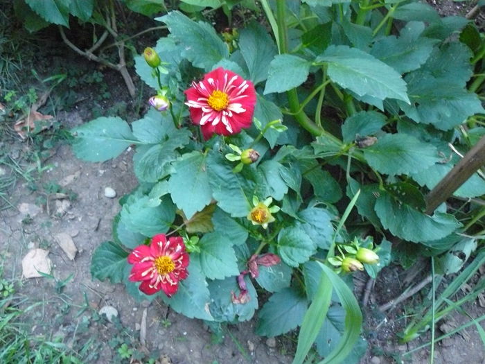 P1040236