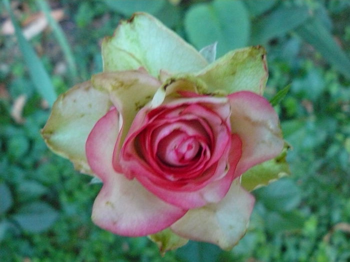 P1040238