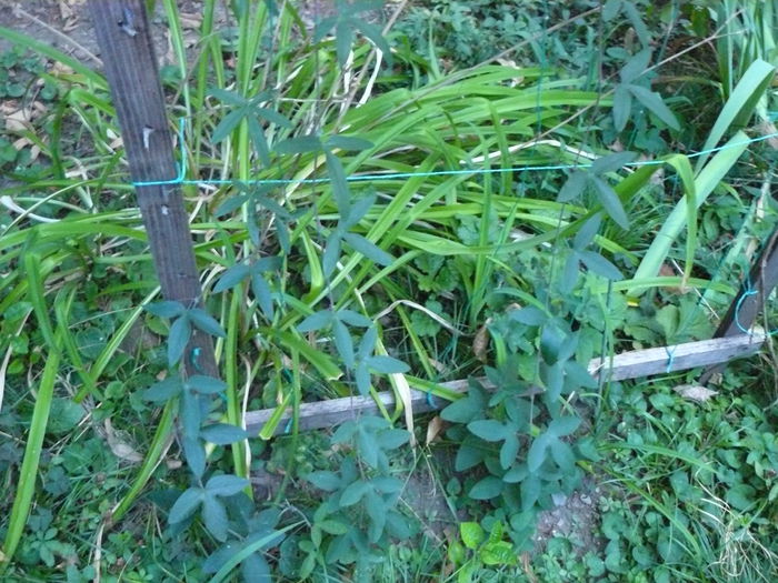 P1040241