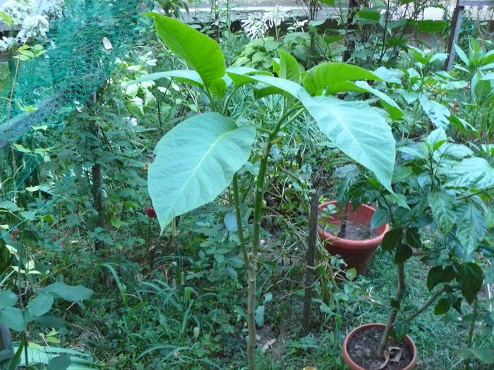 P1040243