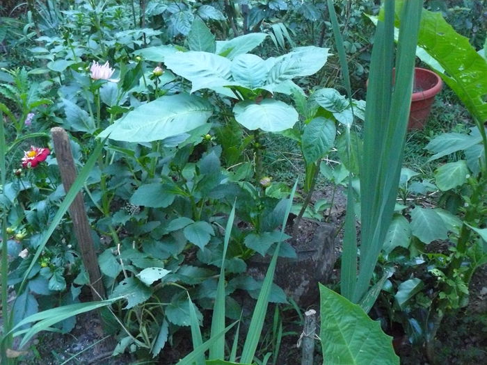 P1040245