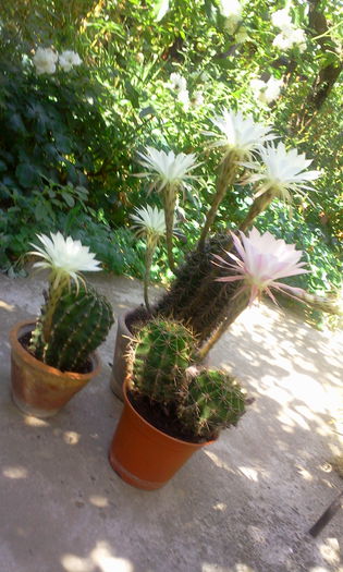 Fotografie3478 - Cactusi si suculente