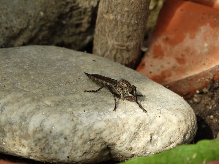 DSC03405 - Insecte 2015-2016