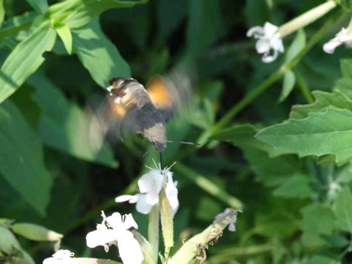 DSC03508 - Insecte 2015-2016