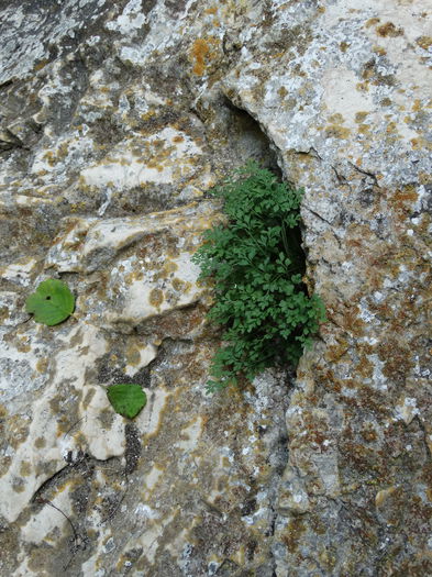 DSC02331 - Plante in natura