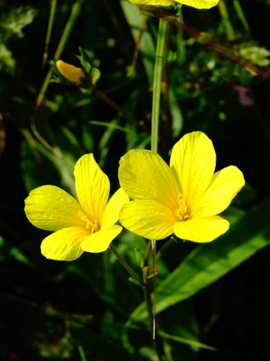 DSC02472 - Plante in natura