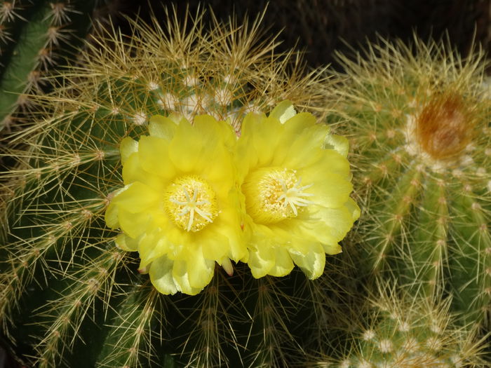 DSC03356 - Cactusi si suculente 2015-2016-2017