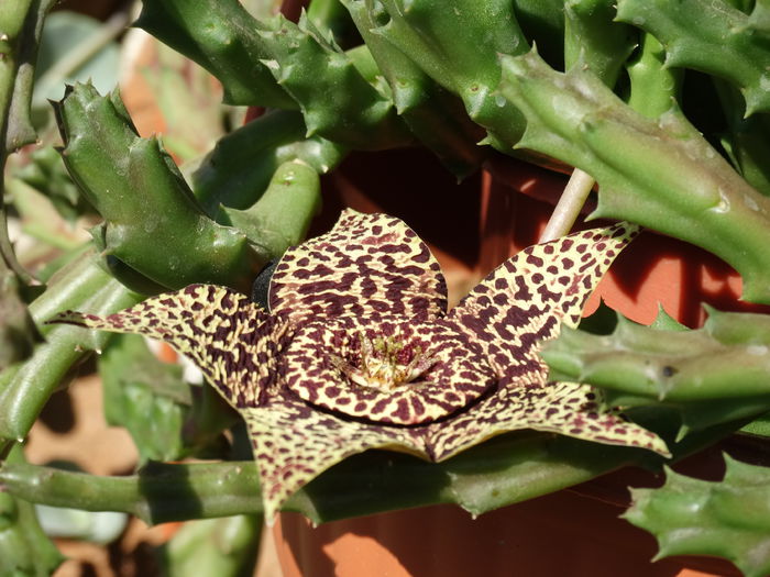 DSC03593 - Cactusi si suculente 2015-2016-2017