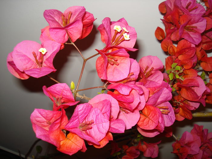 DSC06681 - BOUGAINVILLEA