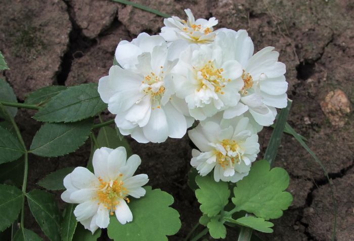 7 aug, Guirlande D Amour