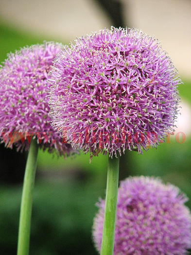 Bulbi Allium Aflatunense (Ceapa decorativa); Marime bulb 12/14.
Inaltime 70-80cm.
Inflorire mai-iunie.
STOC EPUIZAT!
