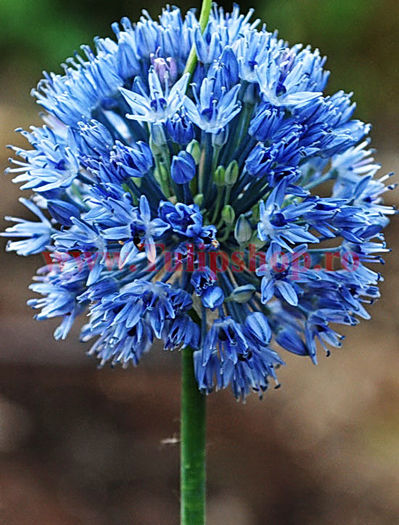 Bulbi Allium Caeruleum (Ceapa decorativa); Marime bulb 5 .
Inaltime 50-60cm.
Inflorire mai-iunie.
STOC EPUIZAT!
