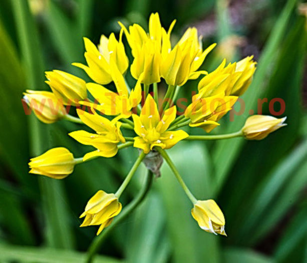 Bulbi Allium Moly (Ceapa decorativa); Marime bulb 4 .
Inaltime 25-35cm.
Inflorire mai-iunie.
STOC EPUIZAT!
