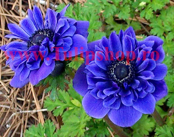 Bulbi Anemone Lord Lieutenant; Marime bulb 5  . Inaltime 20-30cm. Inflorire aprilie-mai. STOC EPUIZAT!
