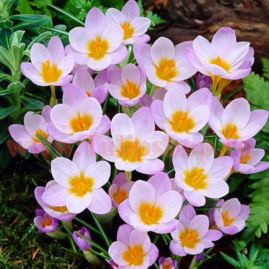 Bulbi Branduse Sieberi Firefly (Crocus) - Bulbi Flori Toamna 2015