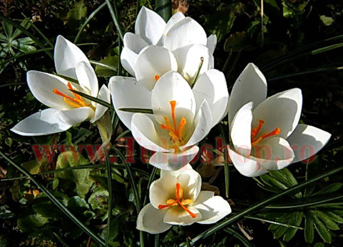 Bulbi Branduse Miss Vain (Crocus); Marime bulb 5/7. Inaltime 8-10cm. Inflorire februarie-martie. STOC EPUIZAT!
