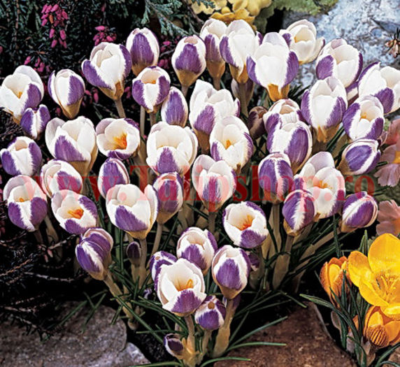 Bulbi Branduse Prins Claus (Crocus); Marime bulb 5/7. Inaltime 8-10cm. Inflorire februarie-martie. STOC EPUIZAT!
