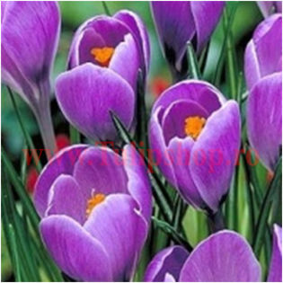 Bulbi Branduse Remembrance (Crocus); Marime bulb 7/8. Inaltime 8-10cm. Inflorire februarie-martie. STOC EPUIZAT!
