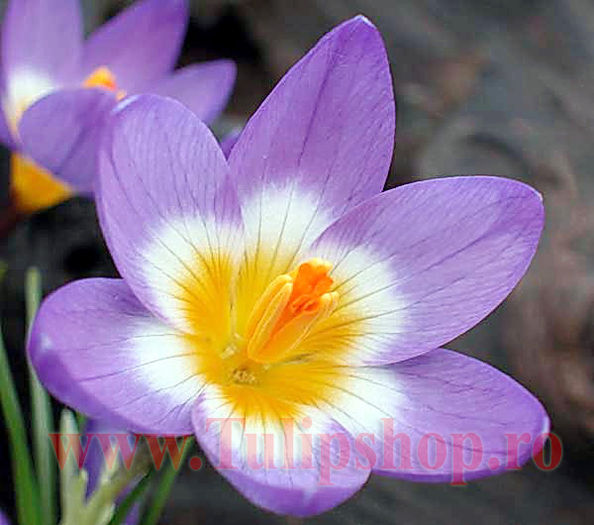 Bulbi Branduse Sieberi Tricolor (Crocus); Marime bulb 5/7. Inaltime 8-10cm. Inflorire februarie-martie. STOC EPUIZAT!

