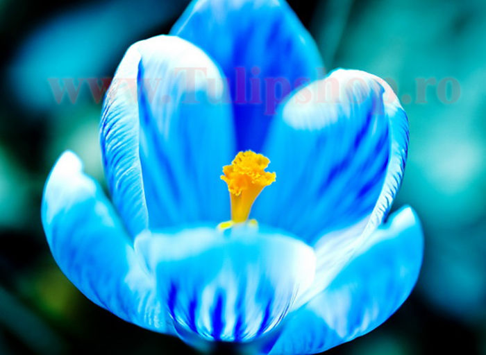 Bulbi Branduse Sky Blue (Crocus) - Bulbi Flori Toamna 2015