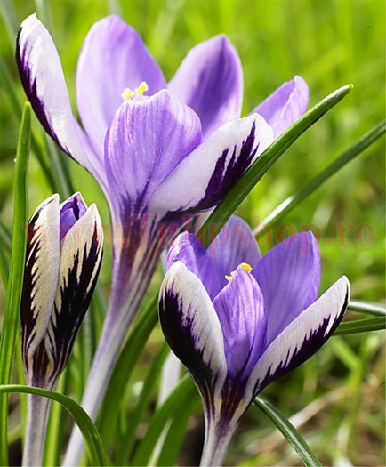Bulbi Branduse Spring Beauty (Crocus); Marime bulb 5/7. Inaltime 8-10cm. Inflorire februarie-martie. STOC EPUIZAT!
