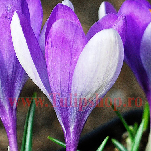 Bulbi Branduse Vanguard (Crocus); Marime bulb 7/8. Inaltime 50-60cm. Inflorire februarie-martie. STOC EPUIZAT!
