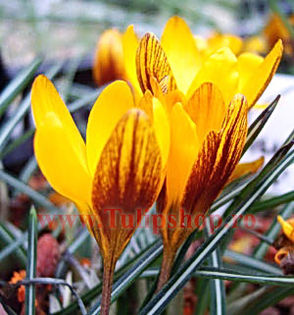 Bulbi Branduse Zwanenburg Bronze (Crocus); Marime bulb 7/8. Inaltime 8-10cm. Inflorire februarie-martie. STOC EPUIZAT!
